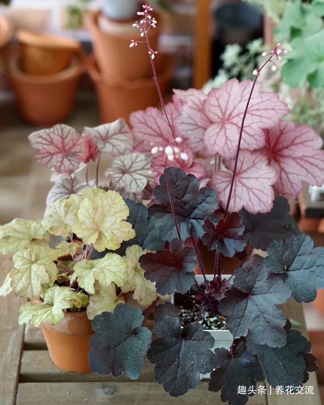 耐寒|13种耐寒的盆栽花卉,零下20多度可存活,大部分南方也能种