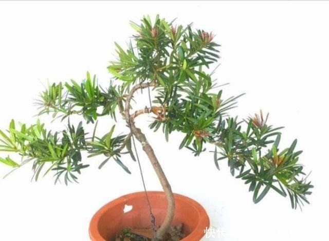 罗汉松你了解多少如何养护怎样制成美丽盆景!