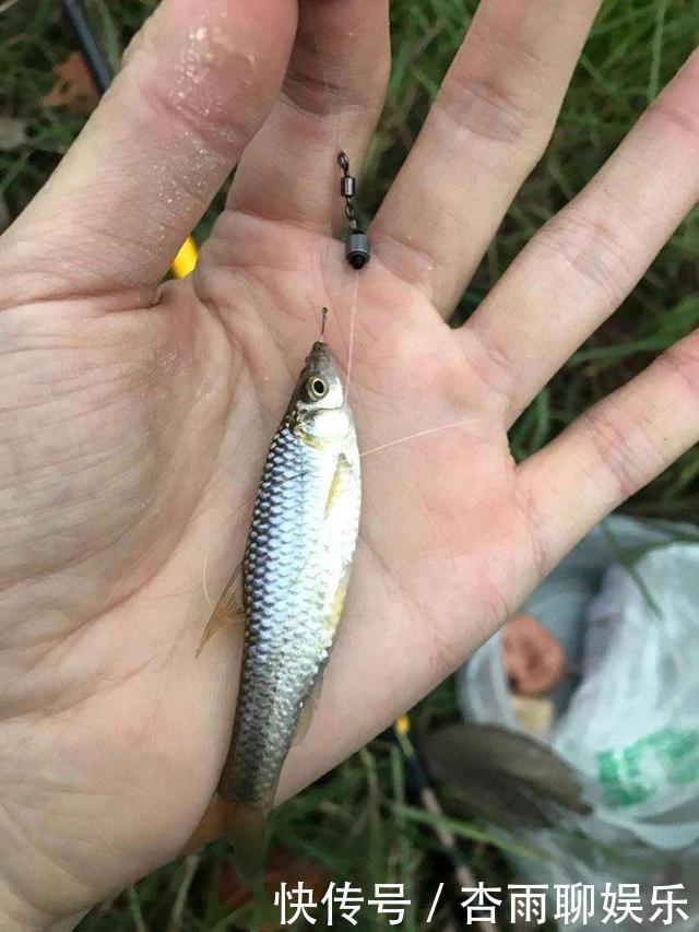 巧用蛛丝或棉絮，专门拉白条，一小时能上几十条