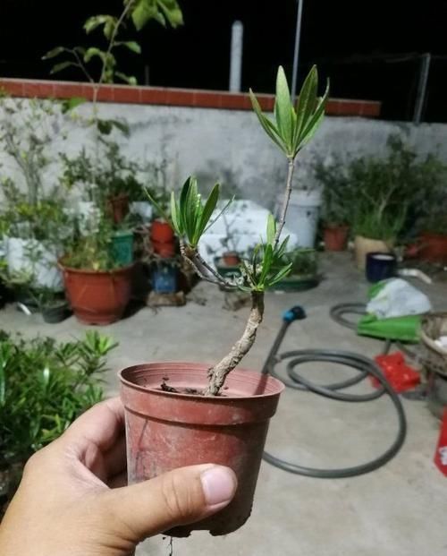 栀子|看着很一般的花，动动手就能变精品盆景，赚大了，花开一茬接一茬