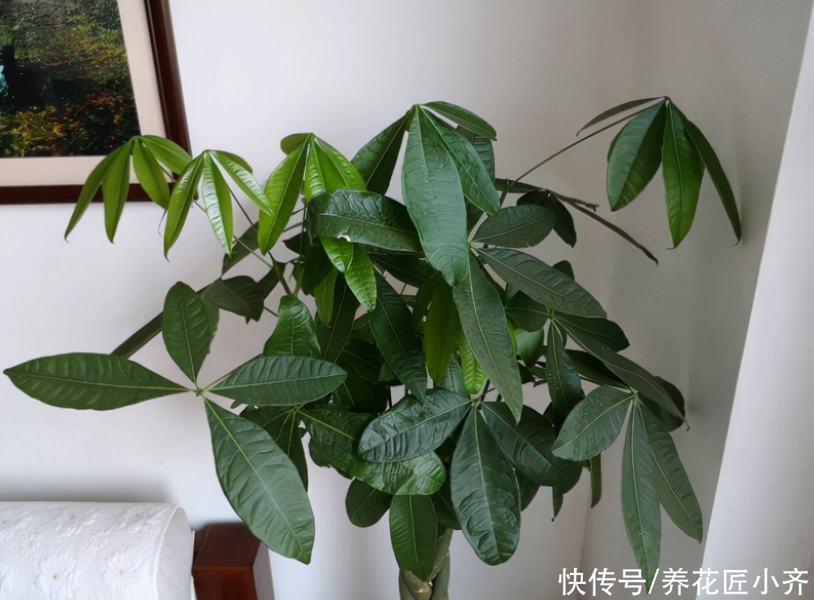 硫酸亚铁|养发财树有“4大忌”，轻则会黄叶，重则会烂根