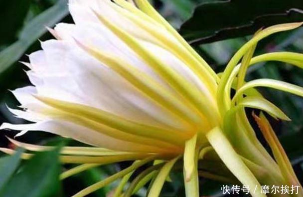 解热|此野花全身都是宝,能清心润肺、清暑解热、除痰止咳,清除内热