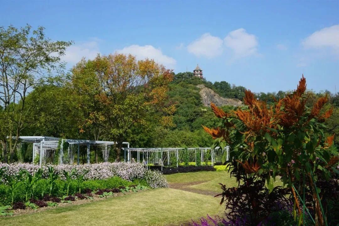  TA|有谁的冬天不曾被TA的香甜吸引过？