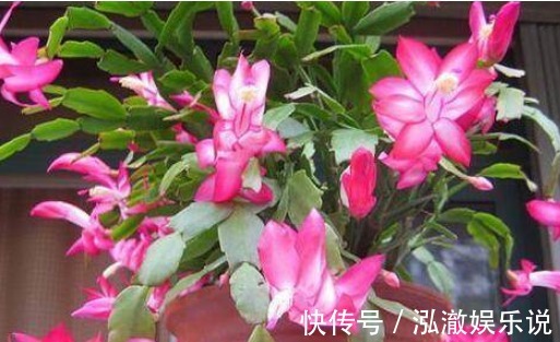 ”4种花“养卧室,空气清新,夜间释放氧气,改善睡眠质量!