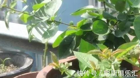 豆渣|养花肥不用买,教你自制氮磷钾肥,操作简单方便,效果好