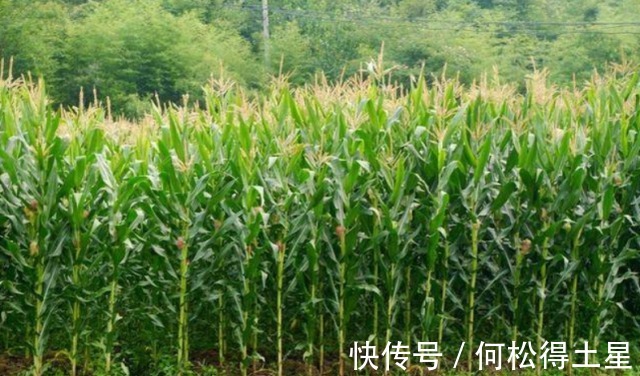 玉米地|风水宝地云南玉米地中突然出现40多窝鸡枞菌,到底是何原因!