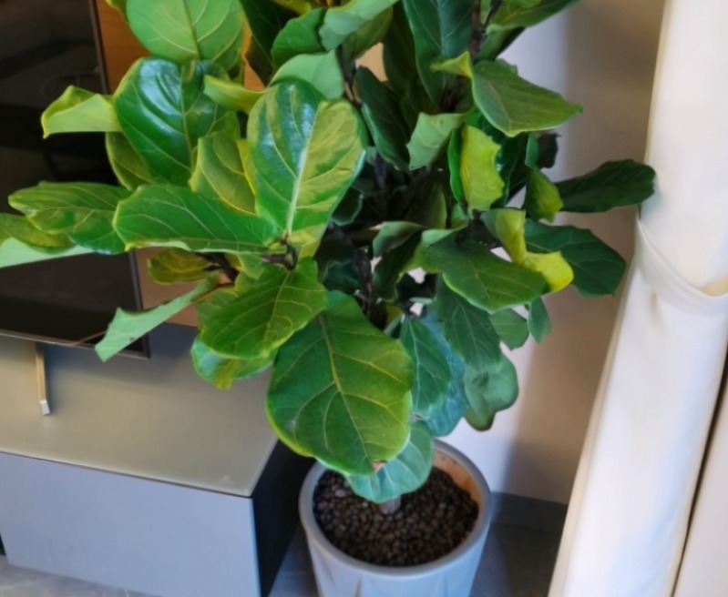 常备|养花常备1种肥就够了，毕竟所有的植物大多数时间都用得上