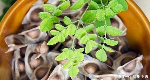 黄芪跟此物“天作之合”,没事多喝点,助排毒