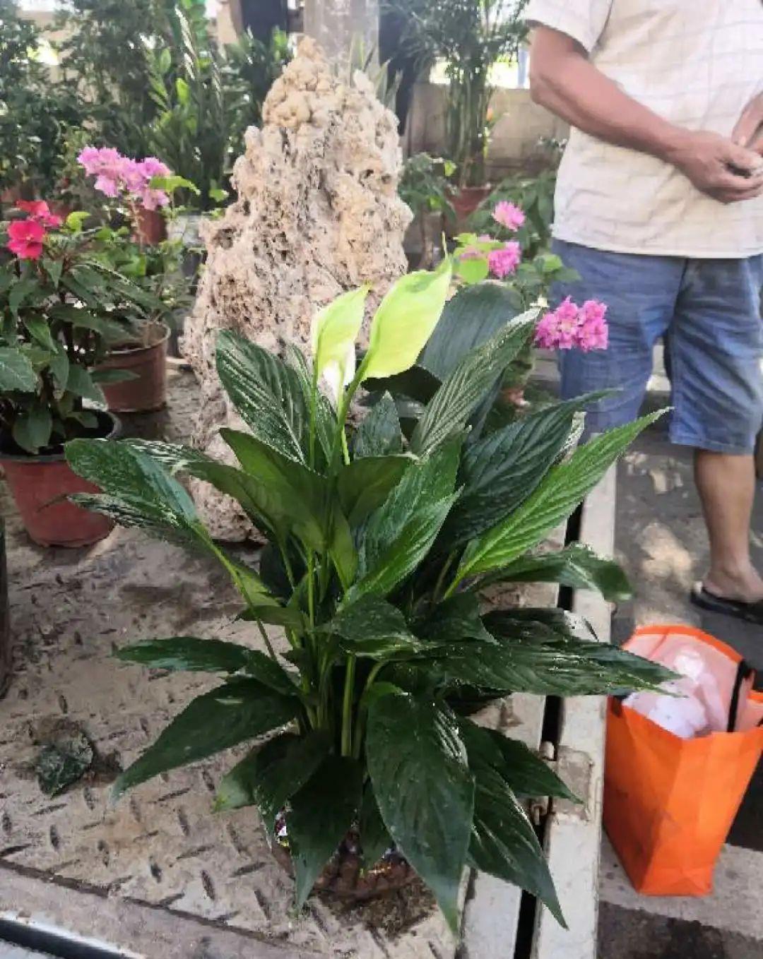 花市买的花,为啥养不活,原因就是这样