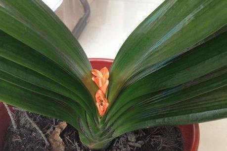 专业应对君子兰夹箭技巧，3天抽箭开花，简单粗暴又有效