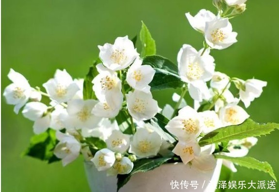 此花是我国第一 香,冰箱冻不死,开花200天不掉叶,浇水就疯长