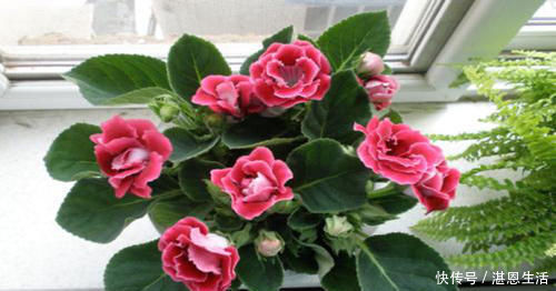 养护|2种漂亮花,花开艳丽,好看又好养,人人见了都夸美