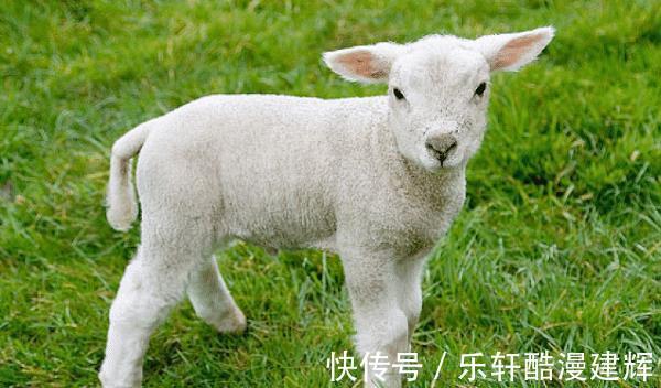 生肖|属羊的人生在几月，下半年否极泰来，财源广进，事业顺遂