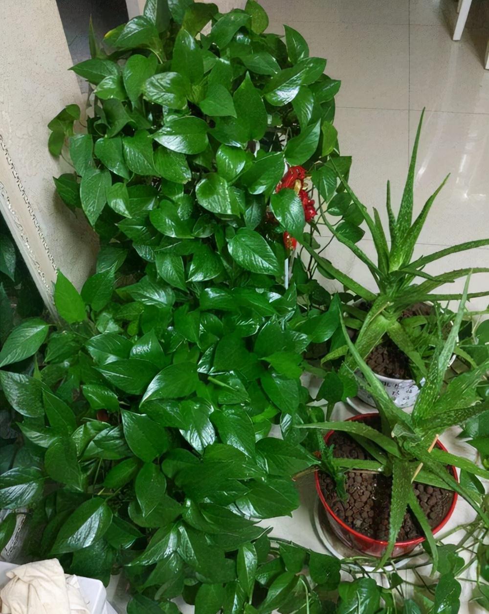 7种“娇气花”,10度还不拿屋里去,几天就冻死,只剩空花盆