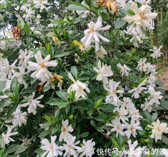 修剪|栀子花养了好几年,就是不开花,4个错误,看你占几个