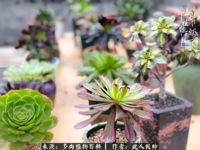 骄阳艳玫瑰,梦幻魔法师!独爱你的百媚千红!