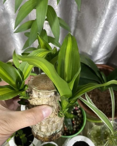 看了这些，你还觉得水培比土培更省心，不需要打理吗？