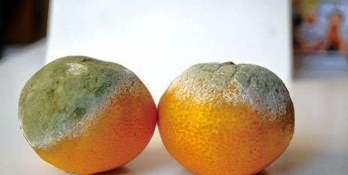 烂了一小部分水果，还能吃吗？实验证明：只有一种情况才需要扔掉