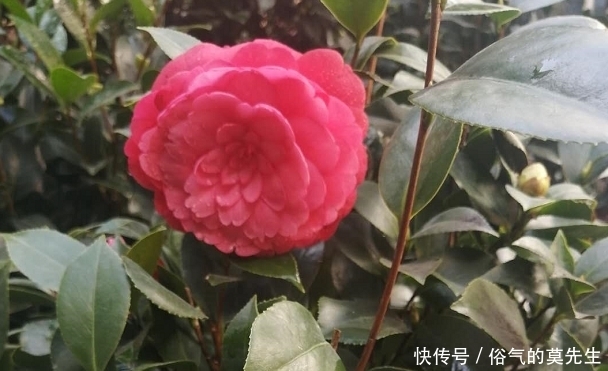 这7种年宵花，花开富贵、喜气临门寓意好，你最喜欢哪一种？