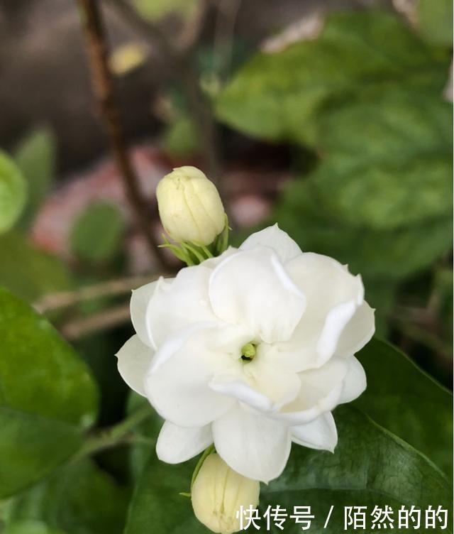 3种花就是醋坛子,土里滴点醋,叶子油绿鲜亮!