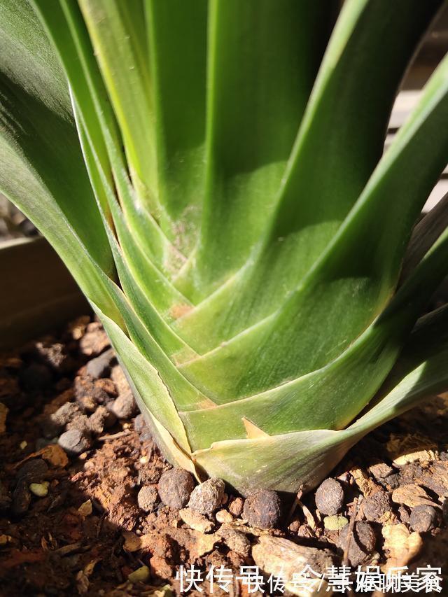 花箭|君子兰催花实操经验,现在行动,一个月后就冒花箭