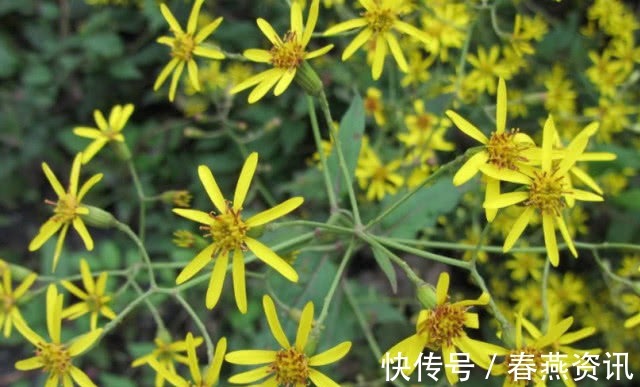 中草药|此种植物是珍贵的中草药，可治湿疹，如今农村集市上20元一斤