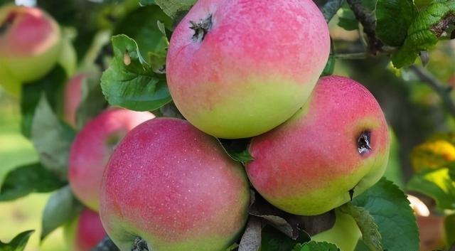 血糖生成指数|吃起来甜的水果,糖尿病患者都不能吃错三种水果大胆放心吃