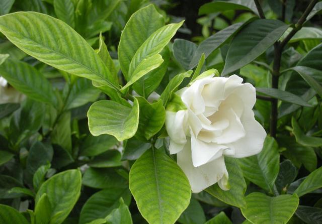 一木|栀子花怎么养？园艺师告诉你，这可能是关于栀子花，最全面的攻略