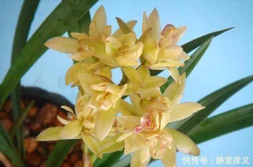 被誉为兰花“第一奇”,花型少有,花苞又大又香,这么多年0差评