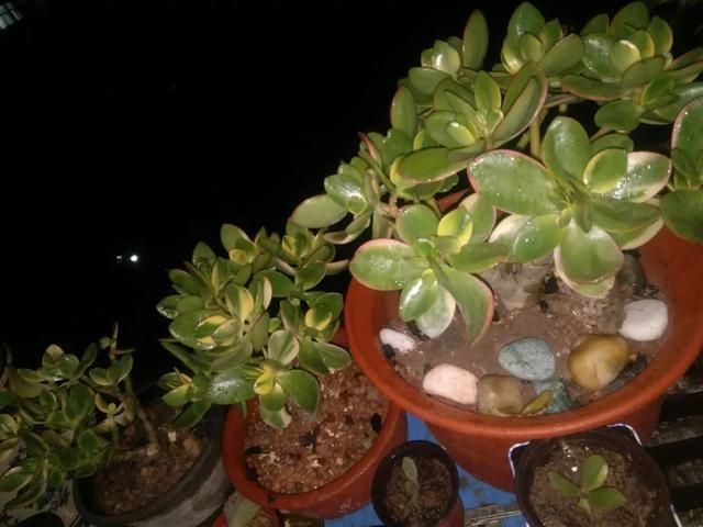 雨水|10种不能淋雨的花,淋完雨就死,盆栽养花注意事项