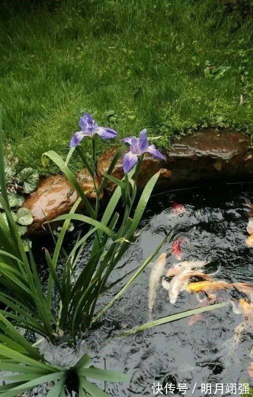 伞竹|4种花“嗜水如命”,一刻也不能断水,缺了就蔫,看看你家有吗!