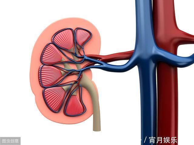 肾健康的人，早上起床时有4个“共同点”，若你占2个那也很幸运