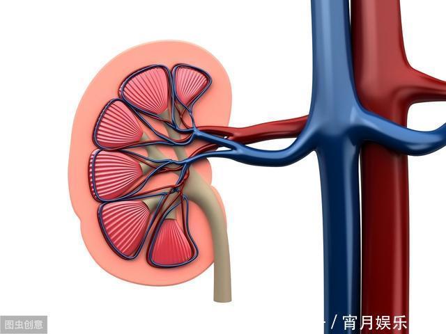肾健康的人,早上起床时有4个“共同点”,若你占2个那也很幸运