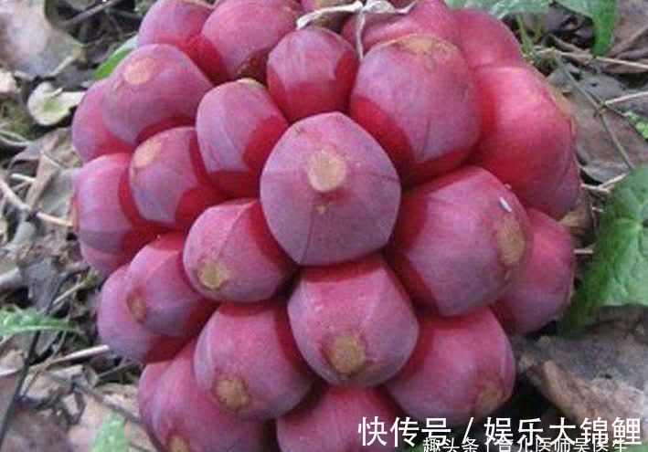 布福娜果|对人体极好的食物，推荐多吃点，祛风活络、调气止痛，清肝明目