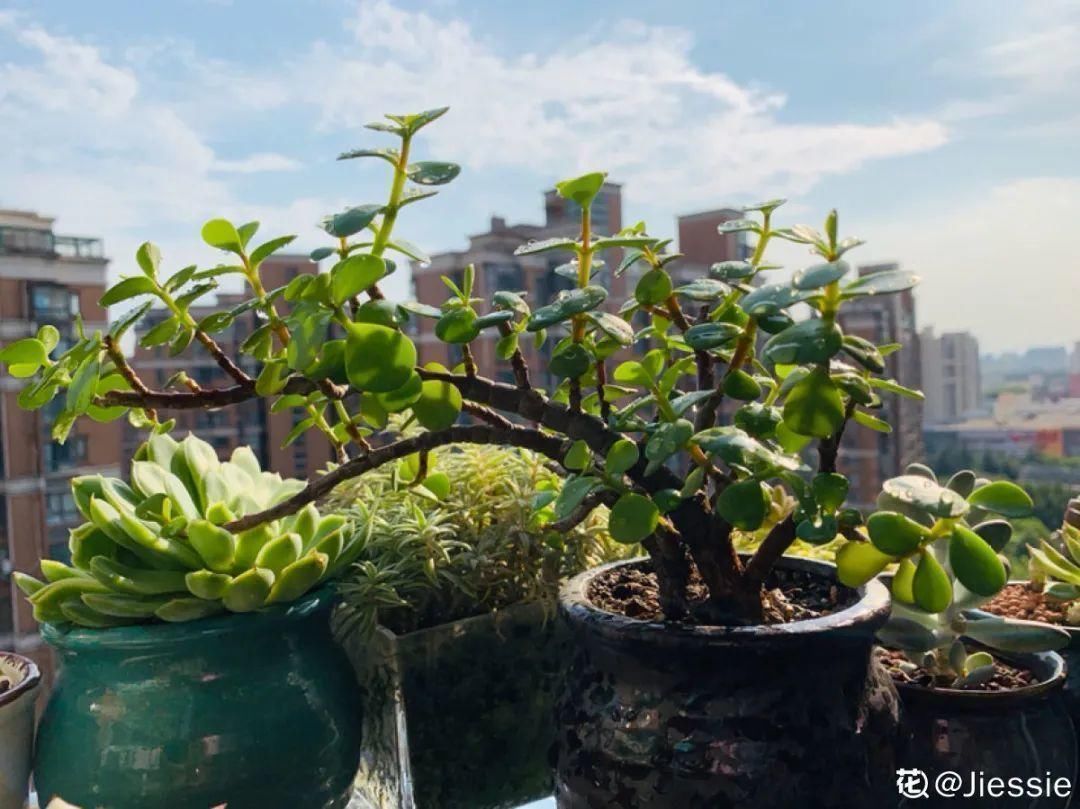 叶子长|金枝玉叶开花了,真花长这样,很多人没见过