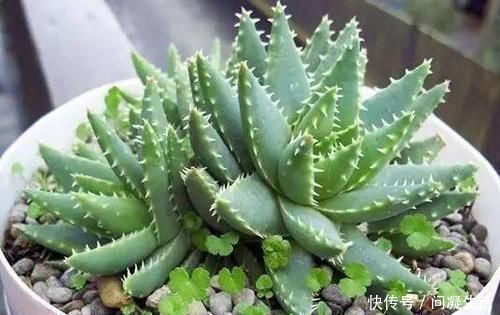 净化|卧室长期放盆栽，失眠的人就选2种，好看又好养，净化效果好