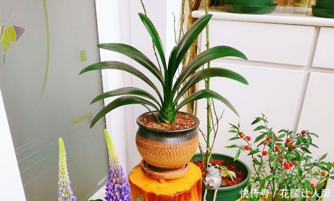 花儿|不适合养花的2种人,买了花也养不久,浪费钱!