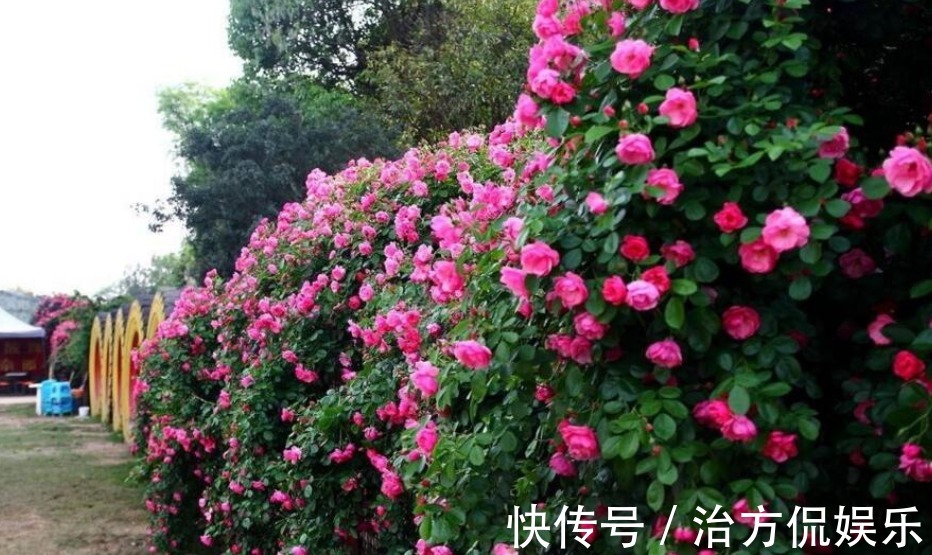 花卉盆栽|养藤本月季，牢记3点，猛长3米长，呼呼“爬满墙”，一片花海！