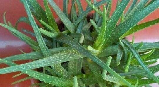 肥厚|养芦荟,记住1个小要点,侧芽冒20个,叶片翠绿肥厚,一年爆盆