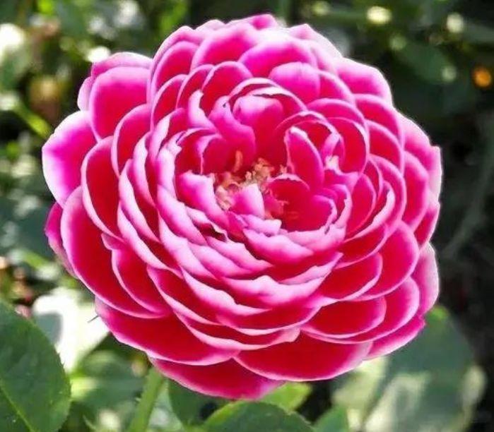 4种最漂亮的花,春天必须来一盆,个个开花大、颜值高!