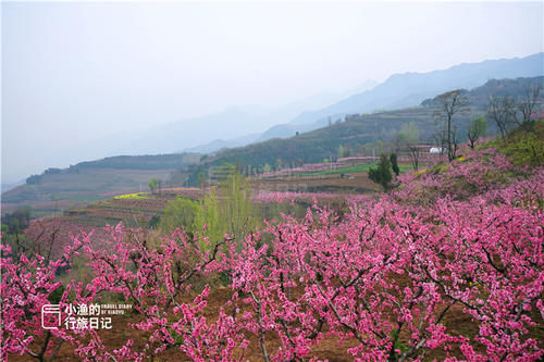 又一处西安秦岭赏花好去处！原生态没门票，这周末出发花期正好