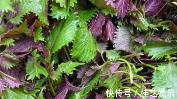 盆栽|居家养花草，哪些植物好看又好养盆栽此5款，有些还能吃