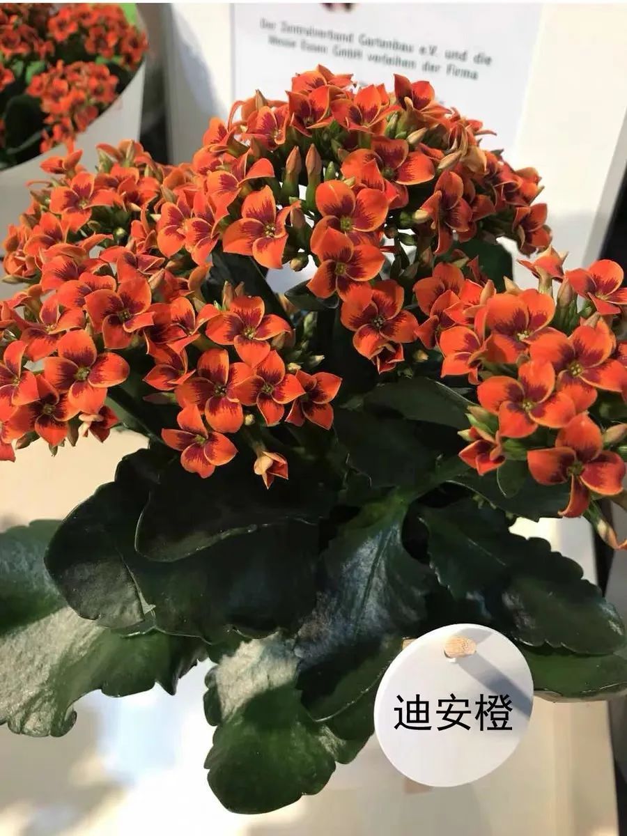帕罗|45种长寿花,个个都是高颜值,家里养几盆,美得移不开眼