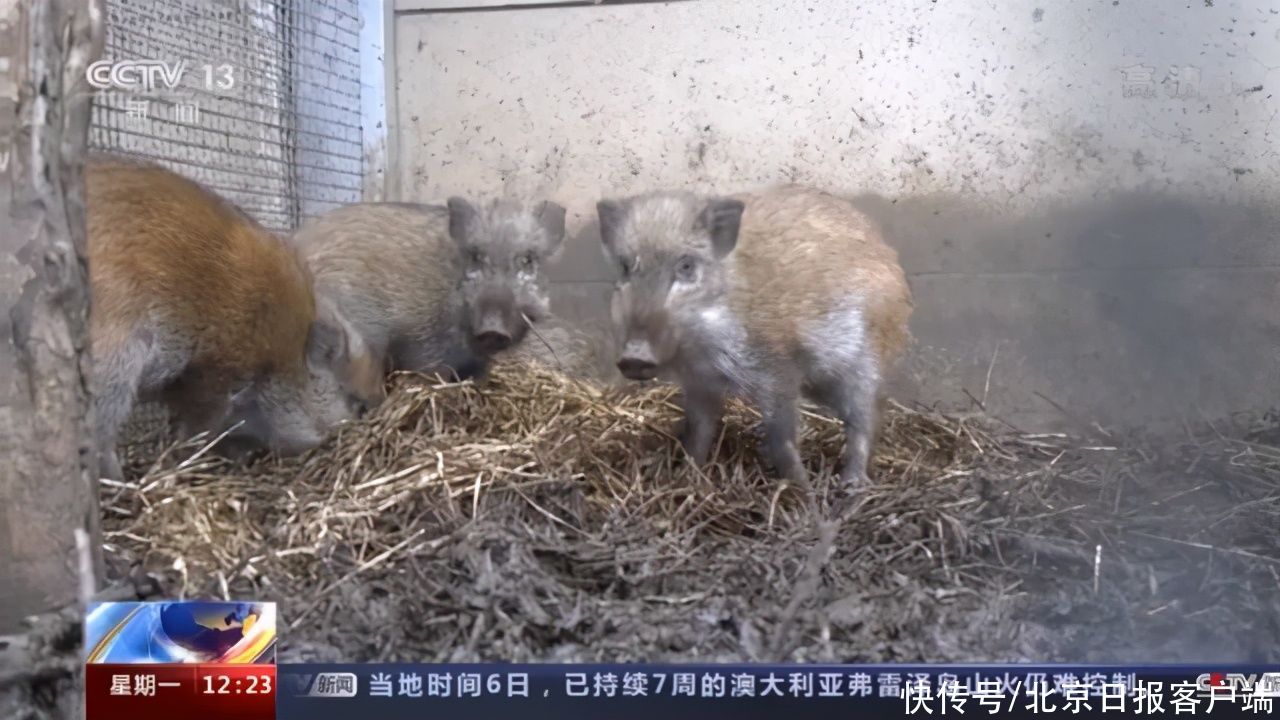 派出所民警|南京野猪下山,突然冲进一家奶茶店