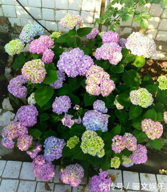 土土质|竹林下的1种土,是养花“极品土”,掺在盆里,啥花都能长得旺!