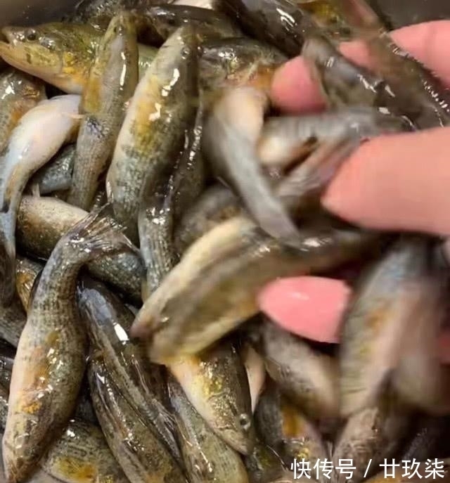 冬天|东北的老头鱼是一种什么鱼？生活在野泡子里，冬天冰封也冻不死