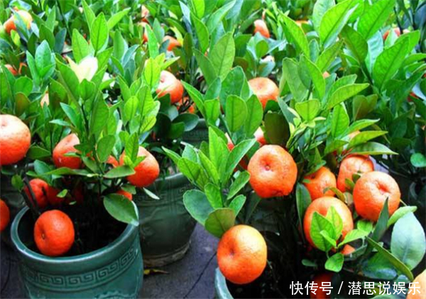 文仙果|三伏天,宁可少吃肉非要吃此果,开胃、通气、提神,增强自信心