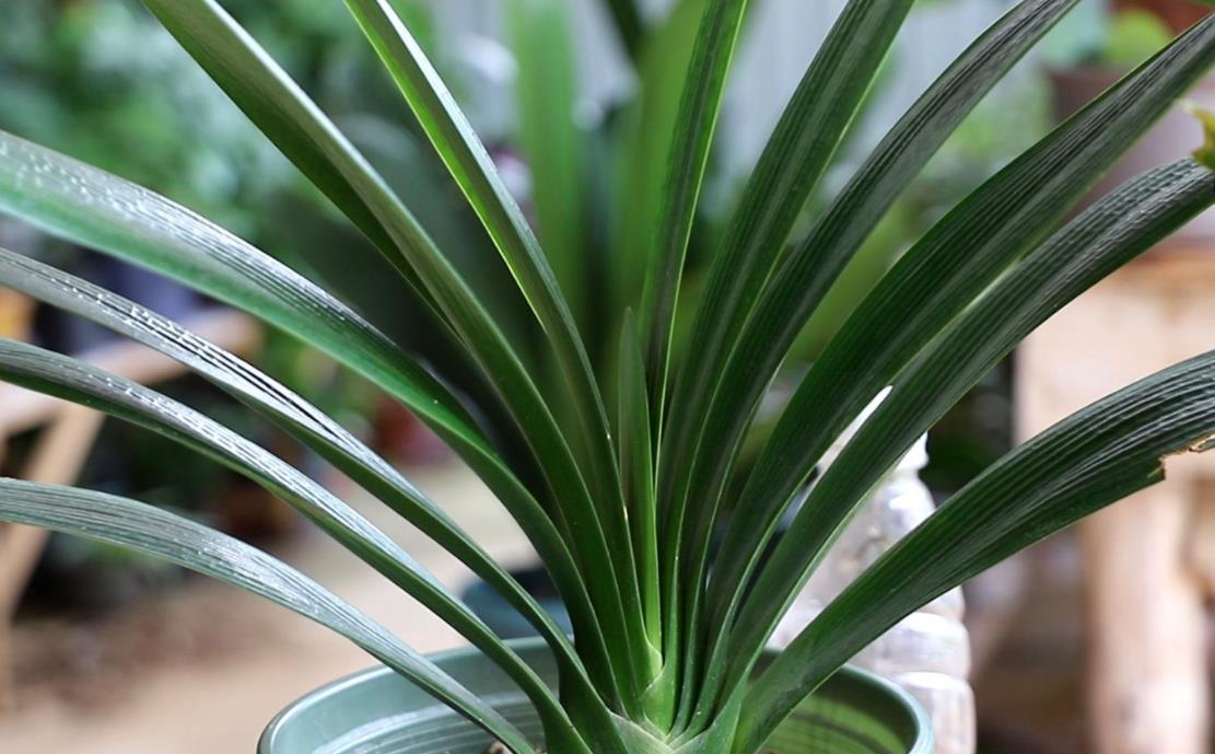 网格|君子兰夏季休眠,1个月灌一瓶它,不施肥,网格叶就越来越油绿