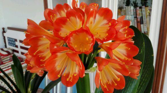 把1种“液体”留住，给君子兰“喂1勺”，不施肥也冒花苞，有效