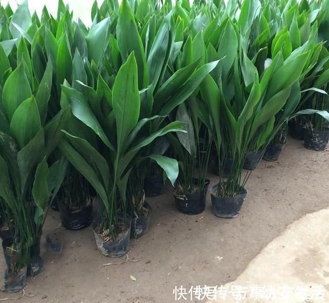 小花|卫生间适合养什么花推荐几种好活耐湿花,净化空气没异味